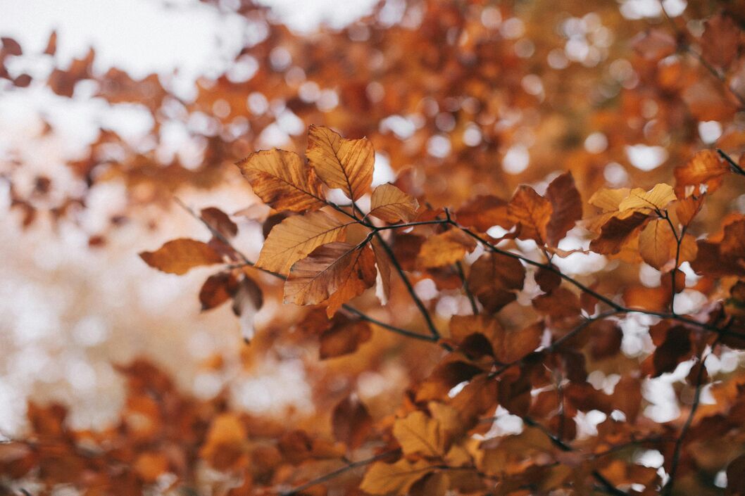 Foglie su rami din un albero